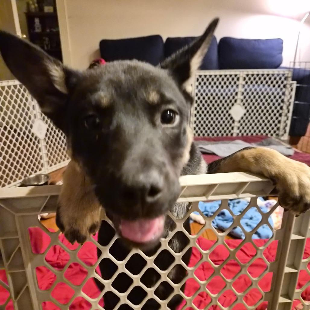 Enlarge Boss, a Adoptable Mixed Breed in Rockville, MD image 2/6