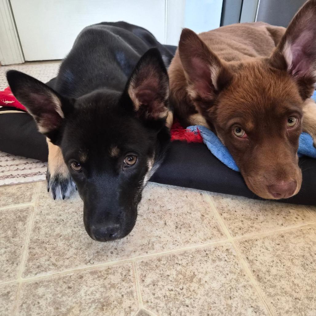 Enlarge Boss, a Adoptable Mixed Breed in Rockville, MD image 3/6