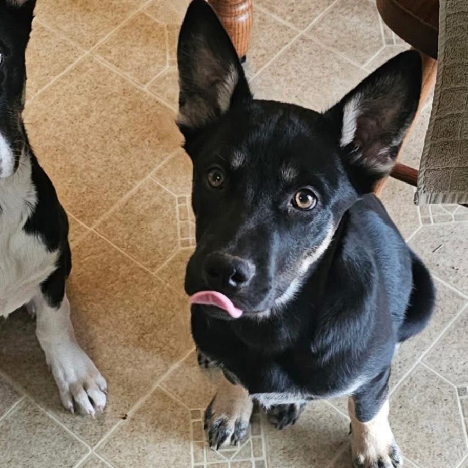 Enlarge Boss, a Adoptable Mixed Breed in Rockville, MD image 5/6