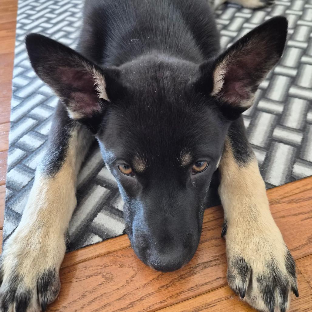 Enlarge Boss, a Adoptable Mixed Breed in Rockville, MD image 6/6