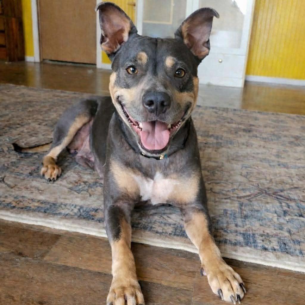 >>Billie Holiday<<, Adoptable, Adult Female American Staffordshire Terrier.