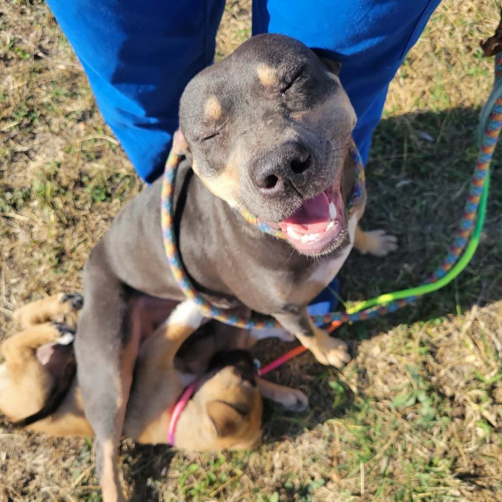 Enlarge >>Billie Holiday<<, a Adoptable mixed breed in Phoenix, MD image 2/3