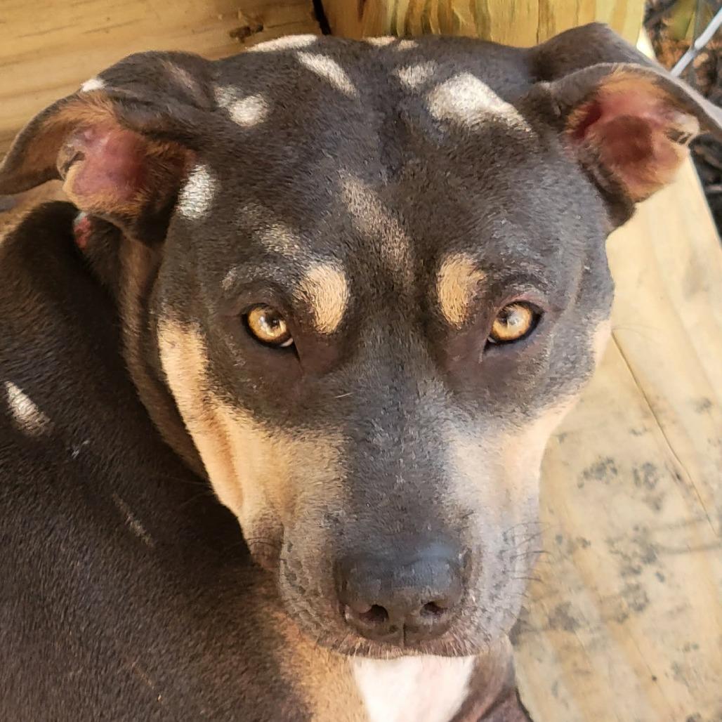 Enlarge >>Billie Holiday<<, a Adoptable mixed breed in Phoenix, MD image 3/3