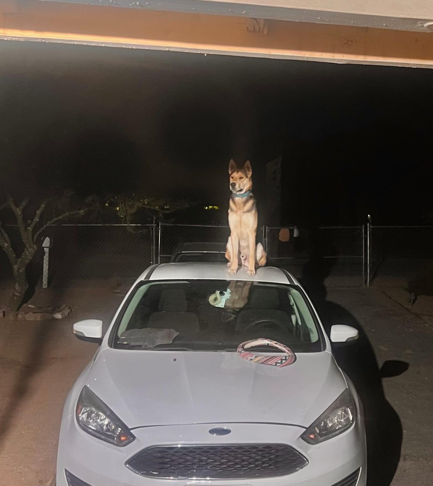 Enlarge Theo, a Adoptable German Shepherd Dog in Joshua Tree, CA image 1/3