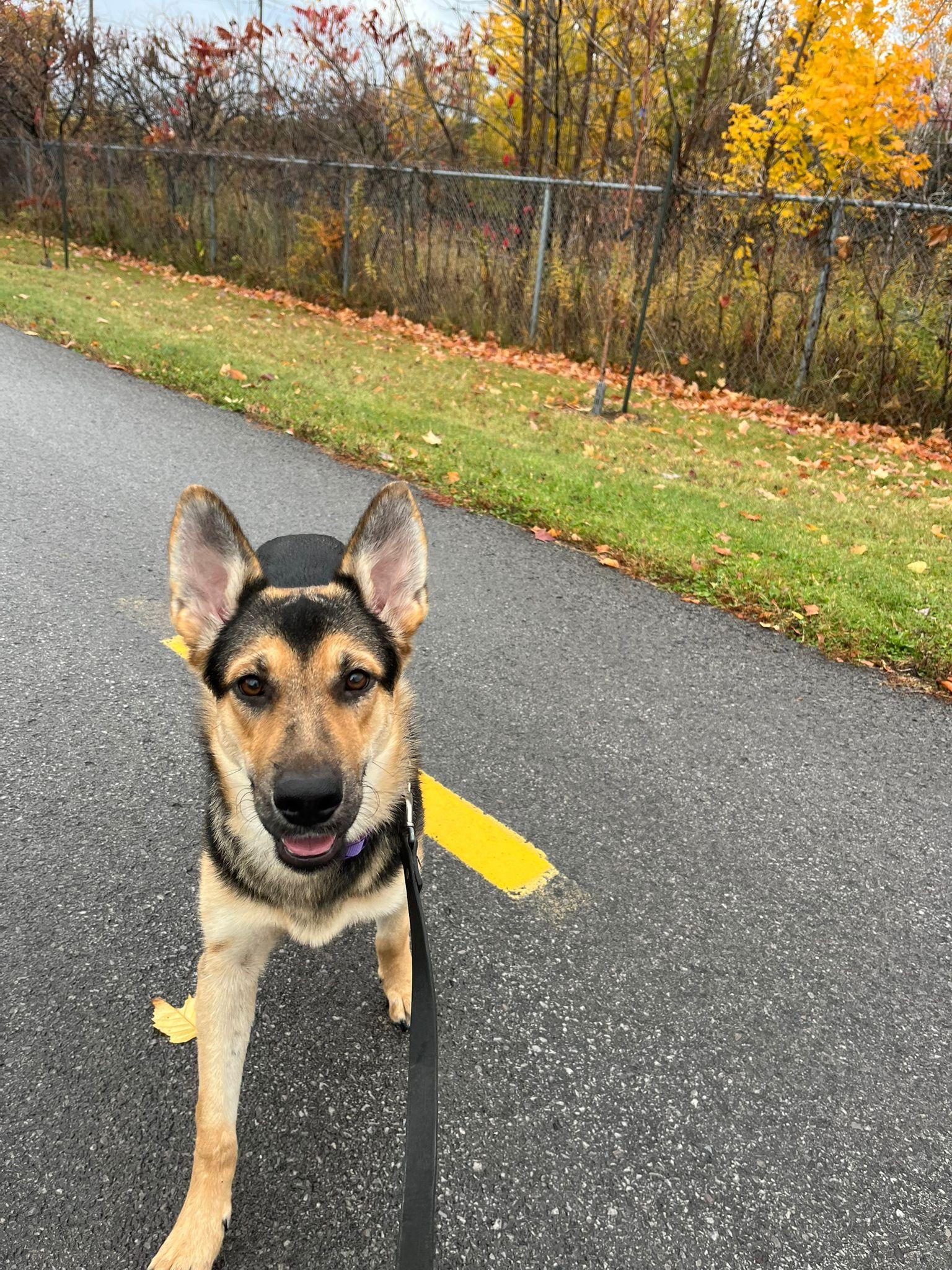 Enlarge Theo, a Adoptable German Shepherd Dog in Joshua Tree, CA image 2/3