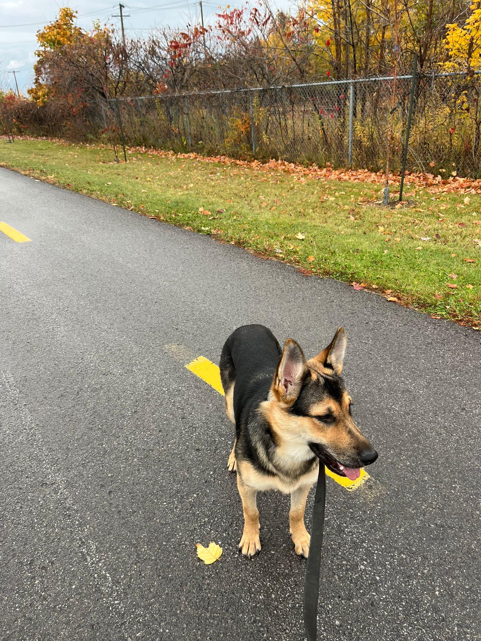 Enlarge Theo, a Adoptable German Shepherd Dog in Joshua Tree, CA image 3/3