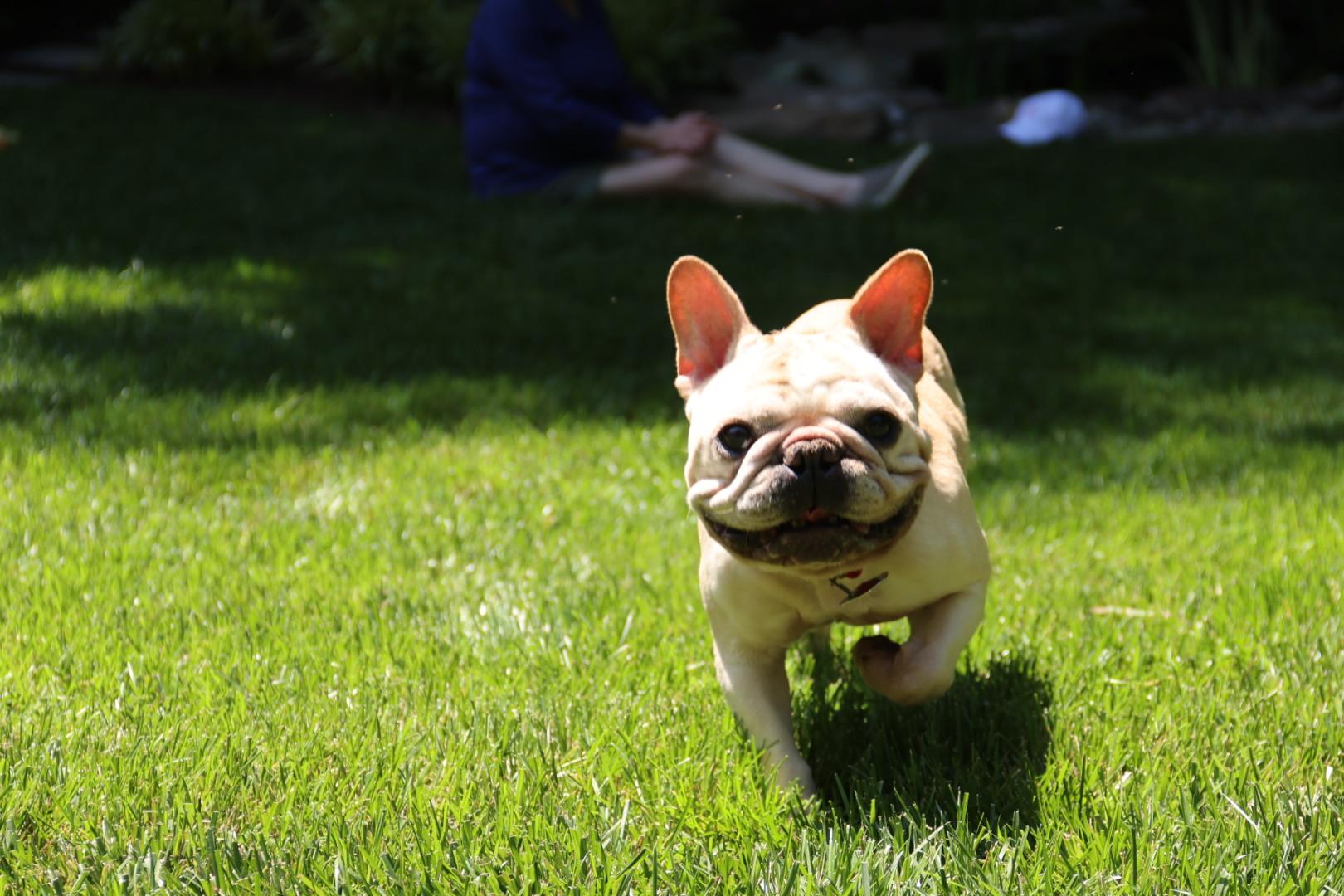 Henry, a ADOPTABLE French Bulldog in POTOMAC, MD image 3/6