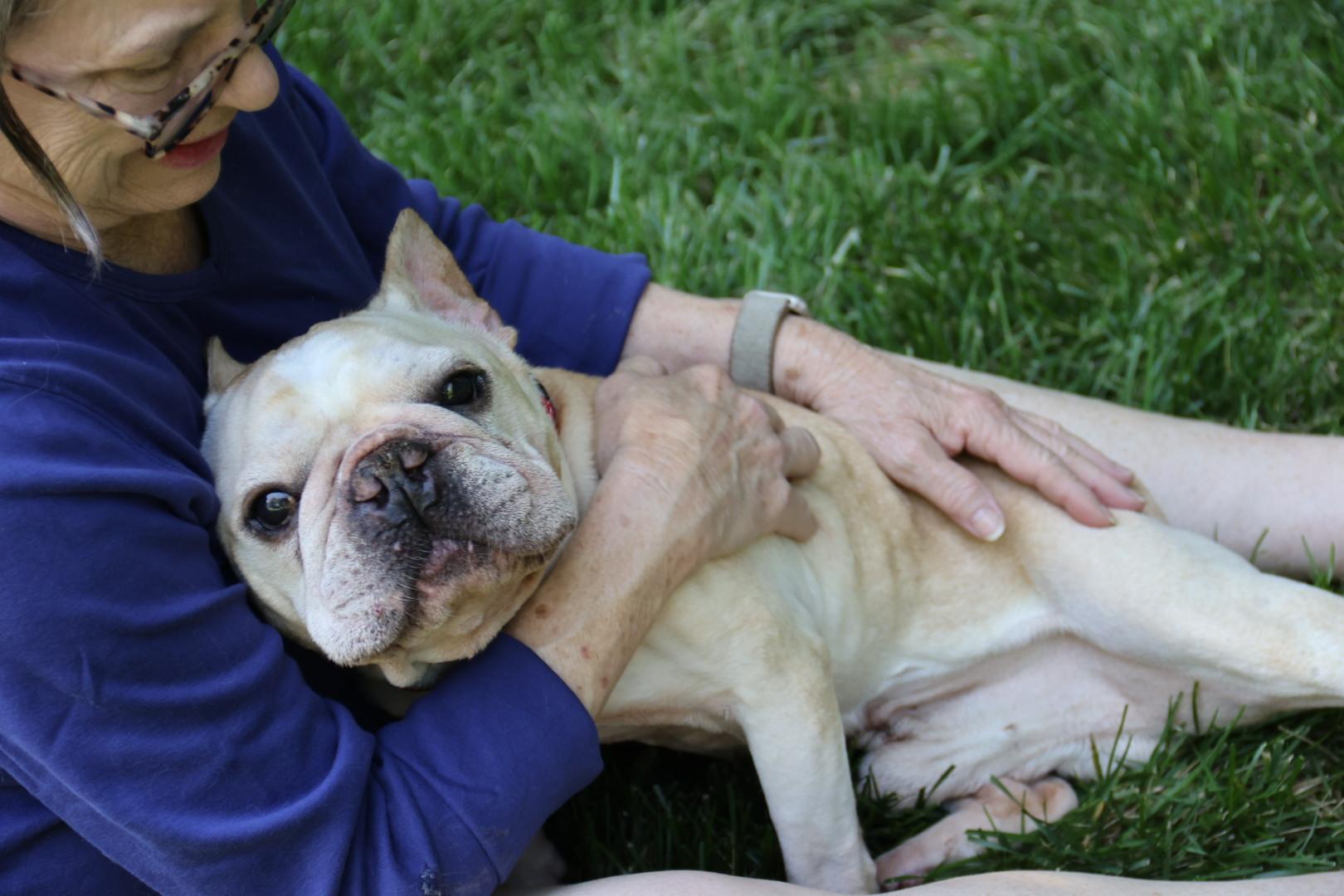 Henry, a ADOPTABLE French Bulldog in POTOMAC, MD image 5/6