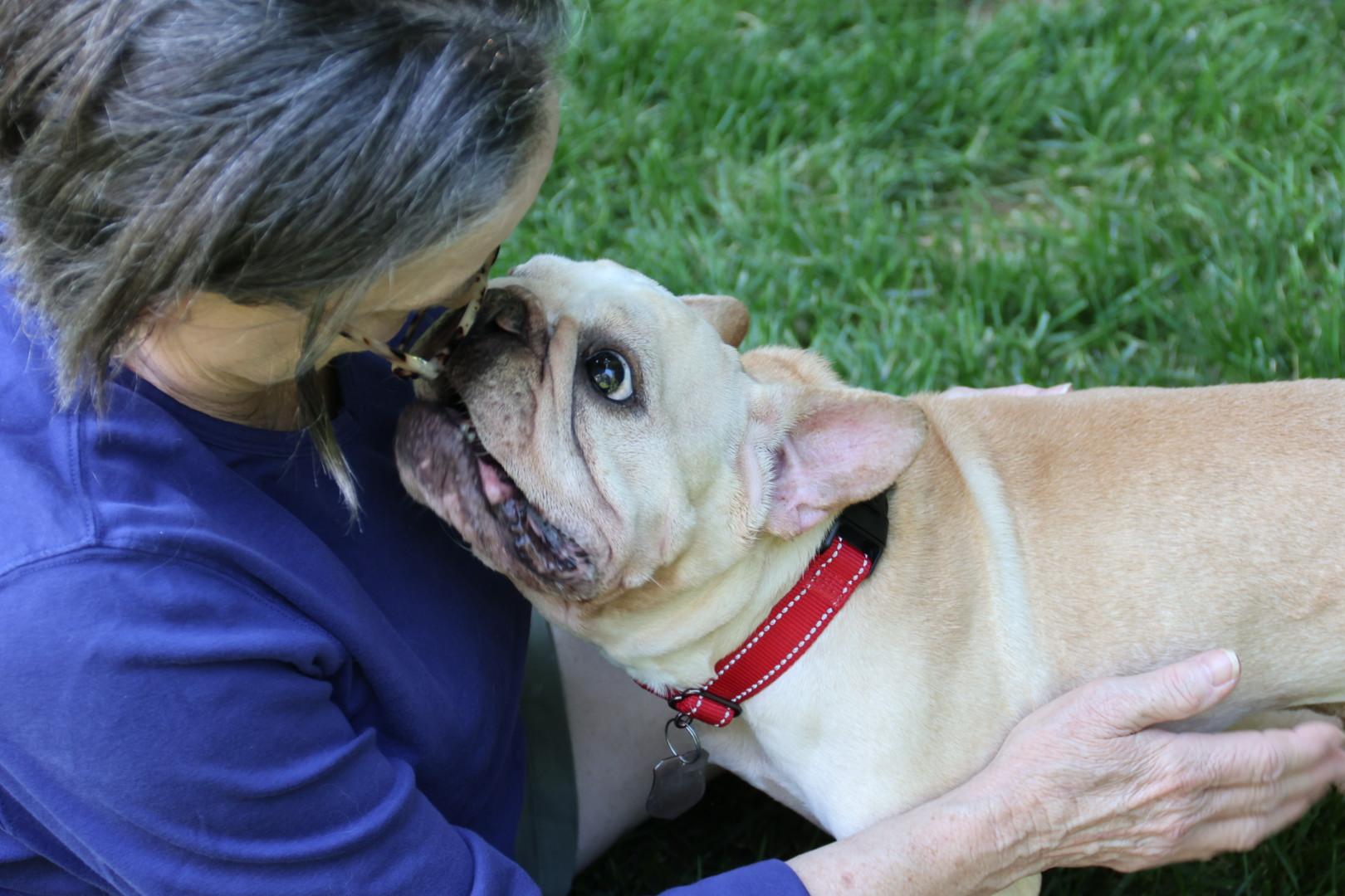 Henry, a ADOPTABLE French Bulldog in POTOMAC, MD image 4/6