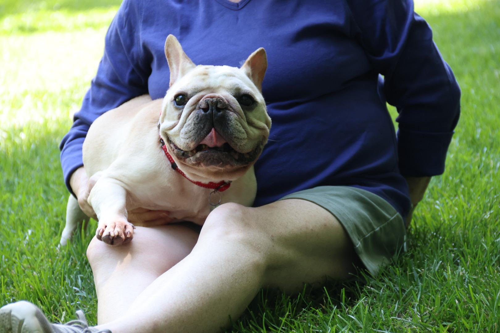 Henry, a ADOPTABLE French Bulldog in POTOMAC, MD image 6/6