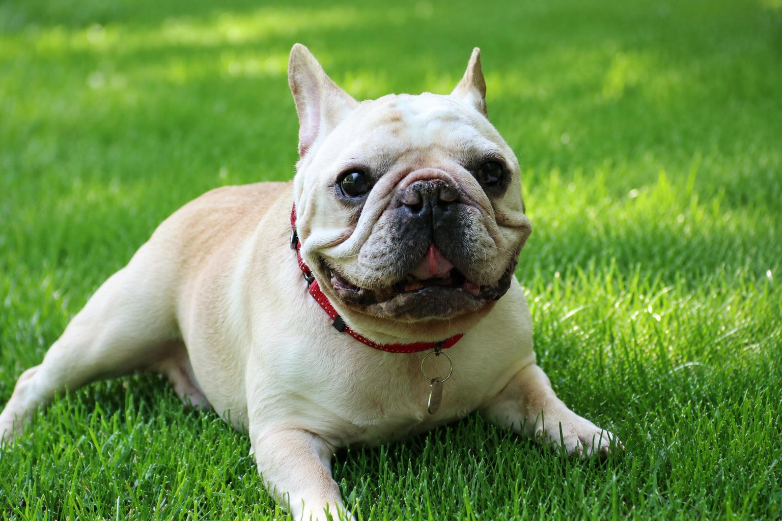Henry, a ADOPTABLE French Bulldog in POTOMAC, MD image 2/6
