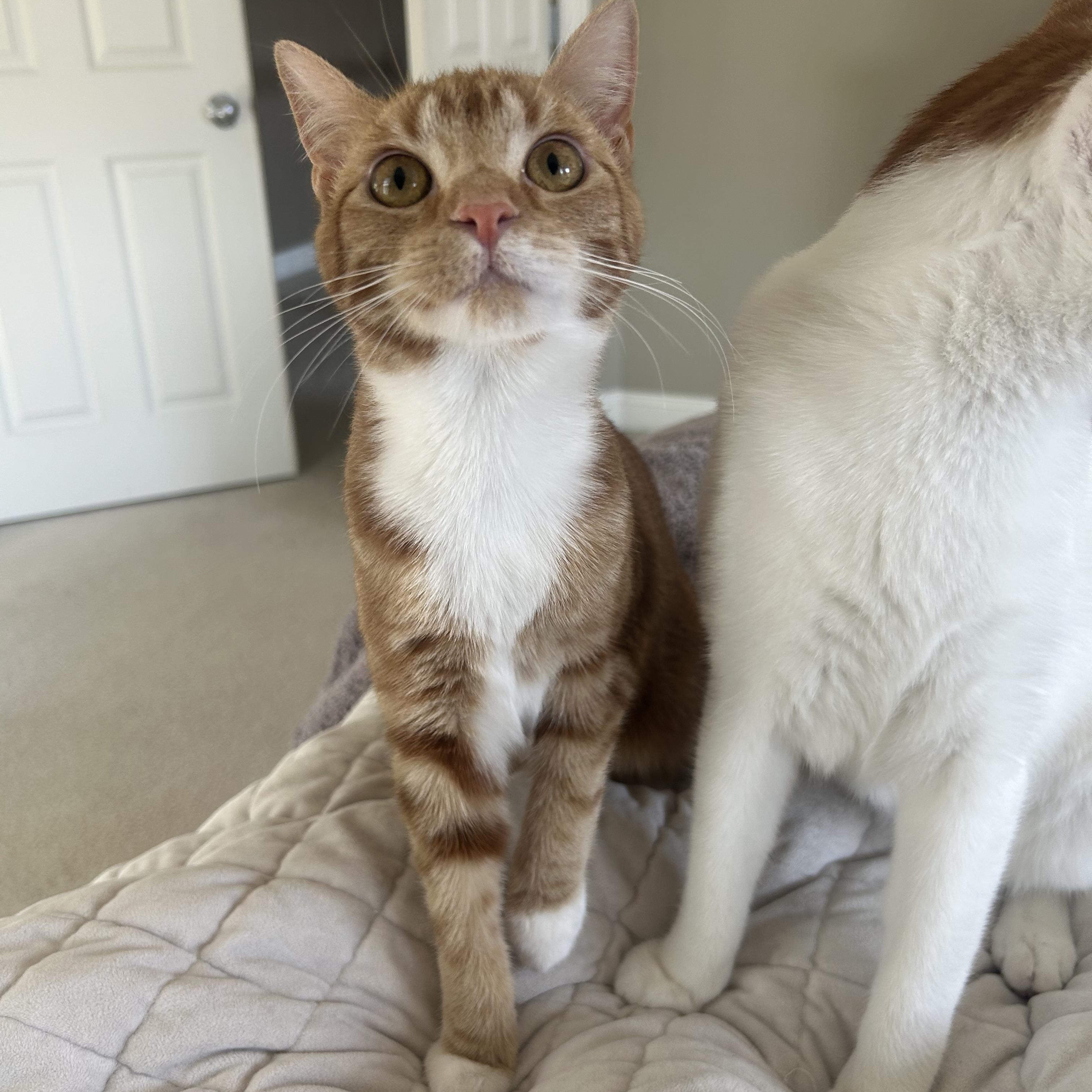 Enlarge Annie & Butcher, a Adoptable Domestic Short Hair in Philadelphia, PA image 4/6