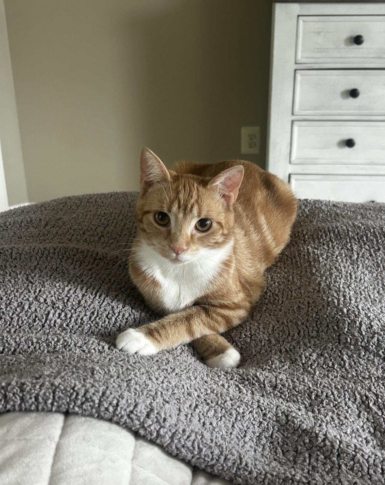 Enlarge Annie & Butcher, a Adoptable Domestic Short Hair in Philadelphia, PA image 3/6