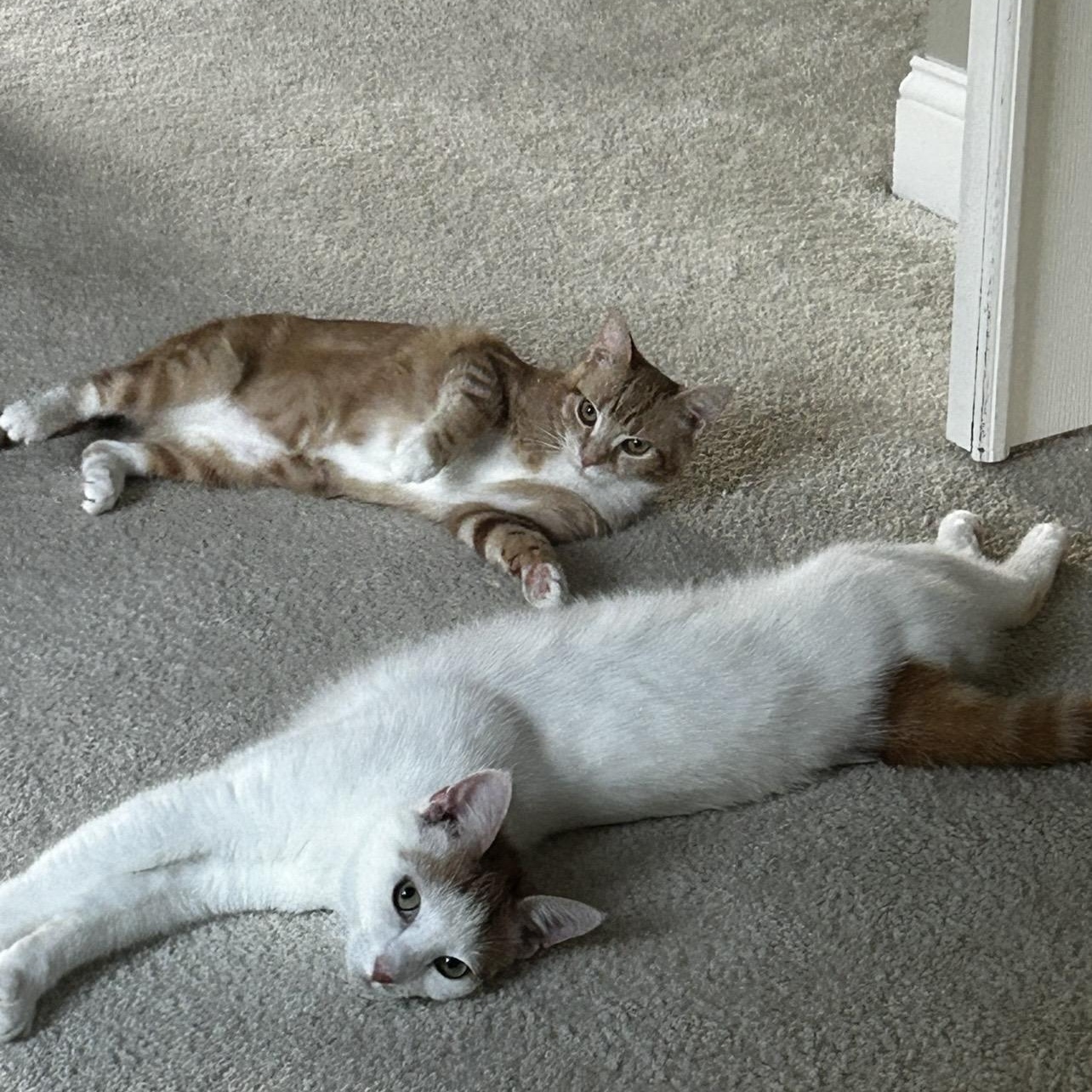 Annie & Butcher, Adoptable, Young Male Domestic Short Hair.