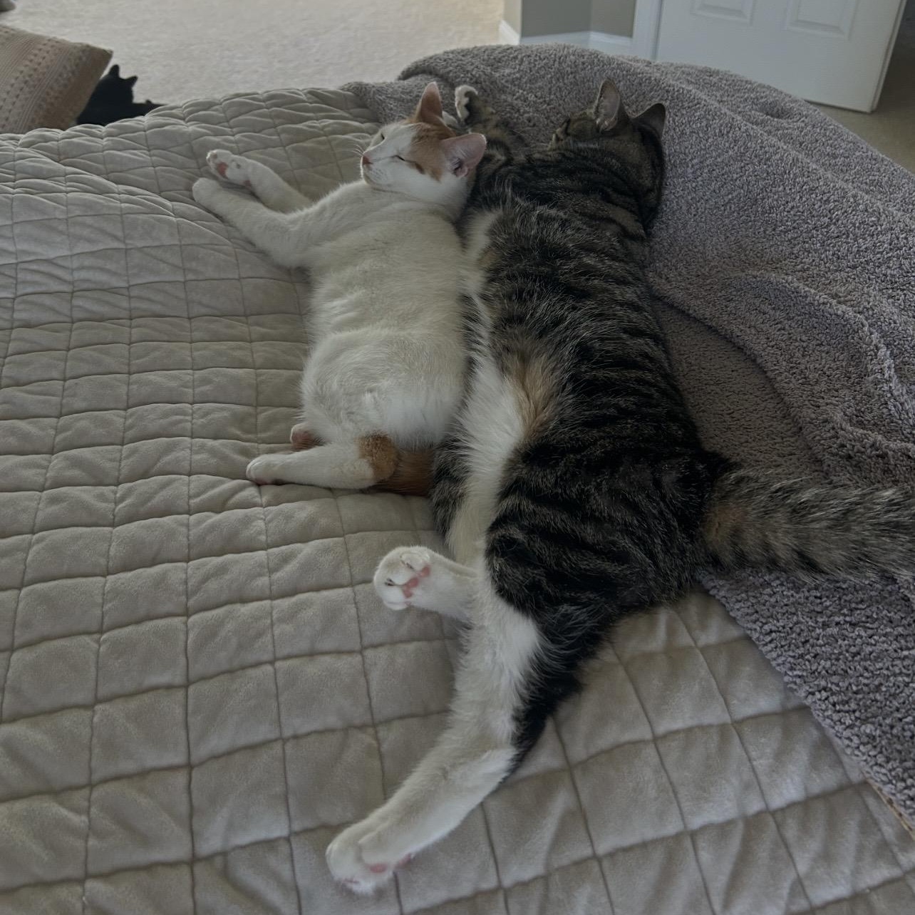 Enlarge Annie & Butcher, a Adoptable Domestic Short Hair in Philadelphia, PA image 5/6