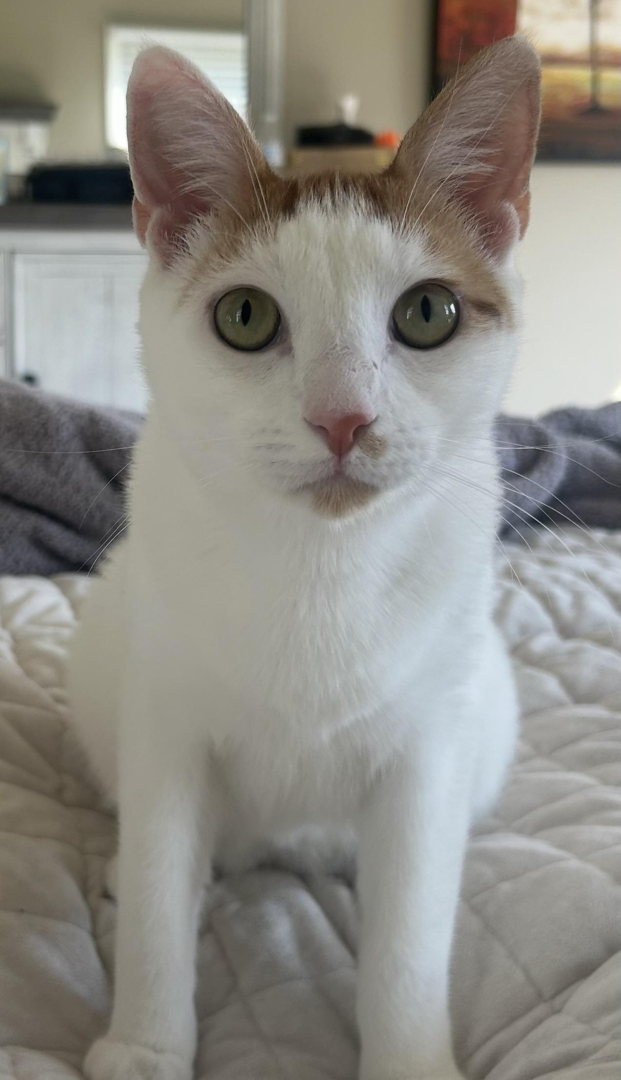 Enlarge Annie & Butcher, a Adoptable Domestic Short Hair in Philadelphia, PA image 6/6