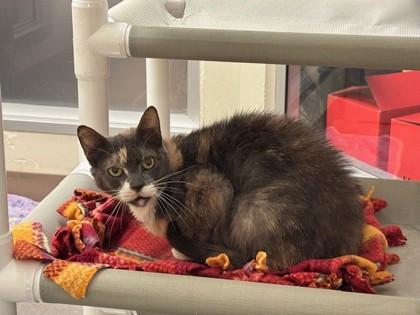 Derryberry, Adoptable, Young Female Domestic Short Hair & Domestic Short Hair.