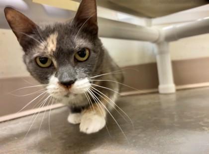 Enlarge Derryberry, a Adoptable mixed breed in Everett, WA image 2/2