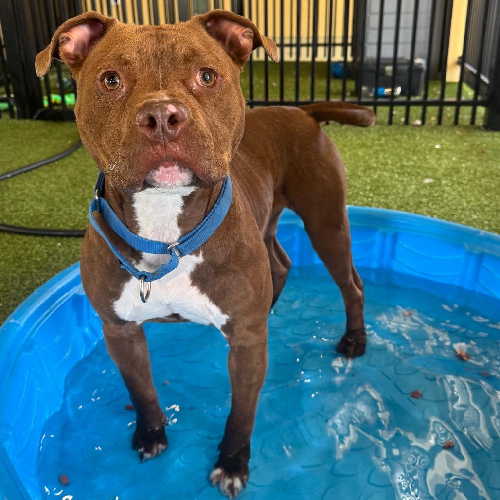 Chili, Adoptable, Adult Male Mixed Breed.