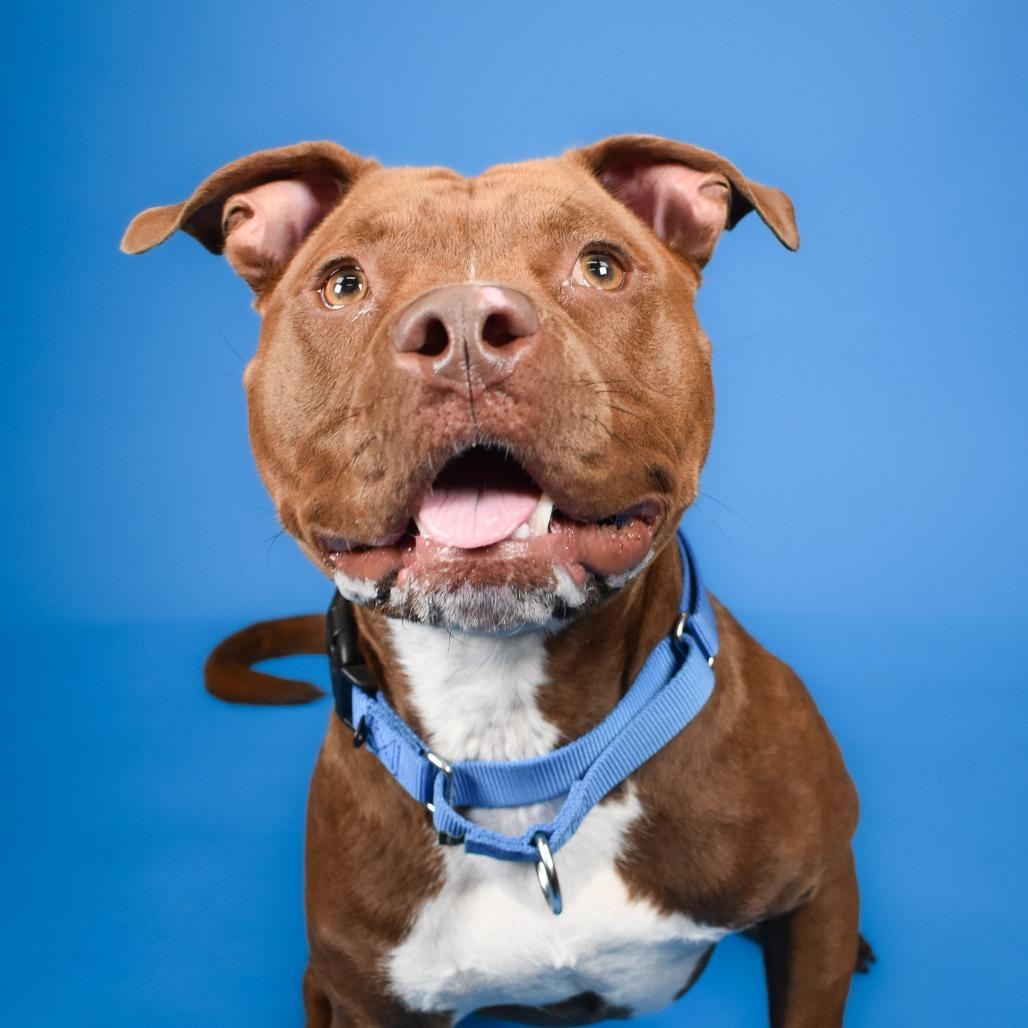 Chili, Adoptable, Adult Male Mixed Breed.