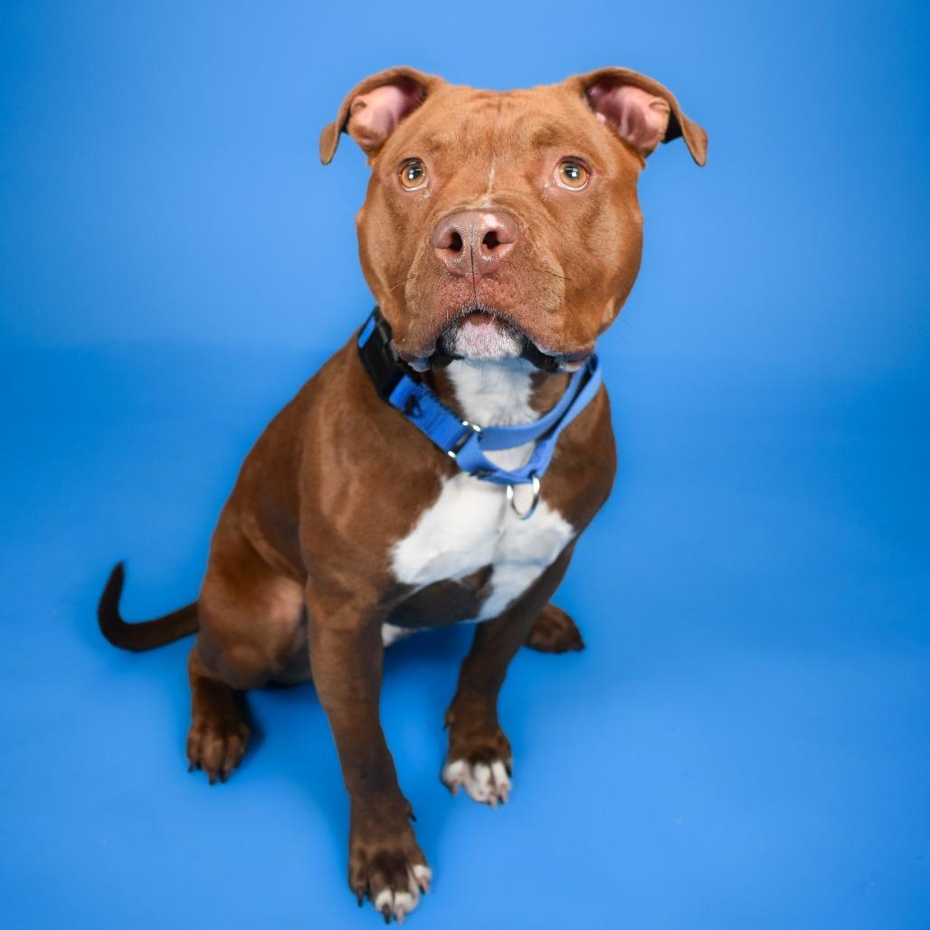 Chili, a Adoptable Mixed Breed in West Palm Beach, FL image 2/6