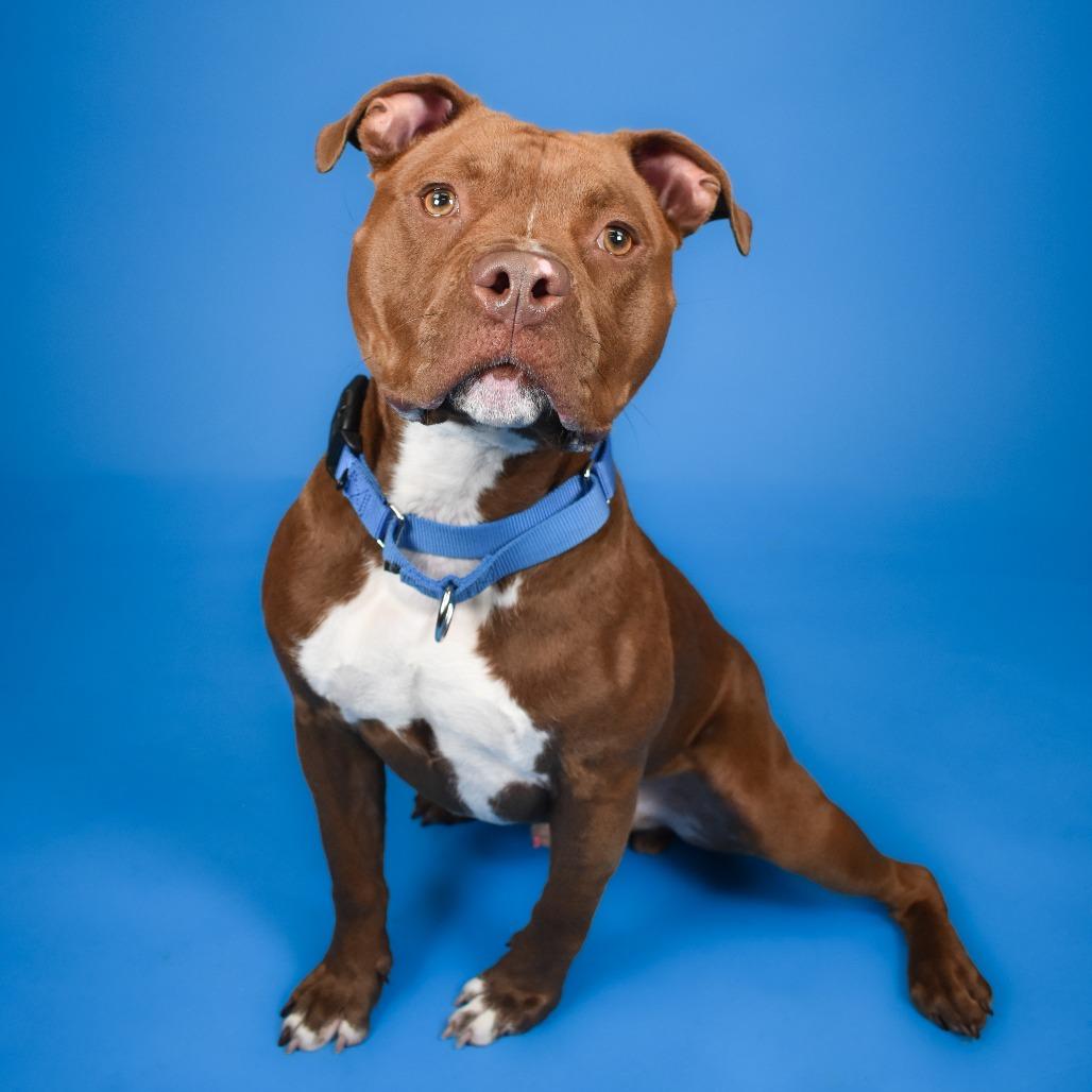 Chili, a Adoptable Mixed Breed in West Palm Beach, FL image 3/6