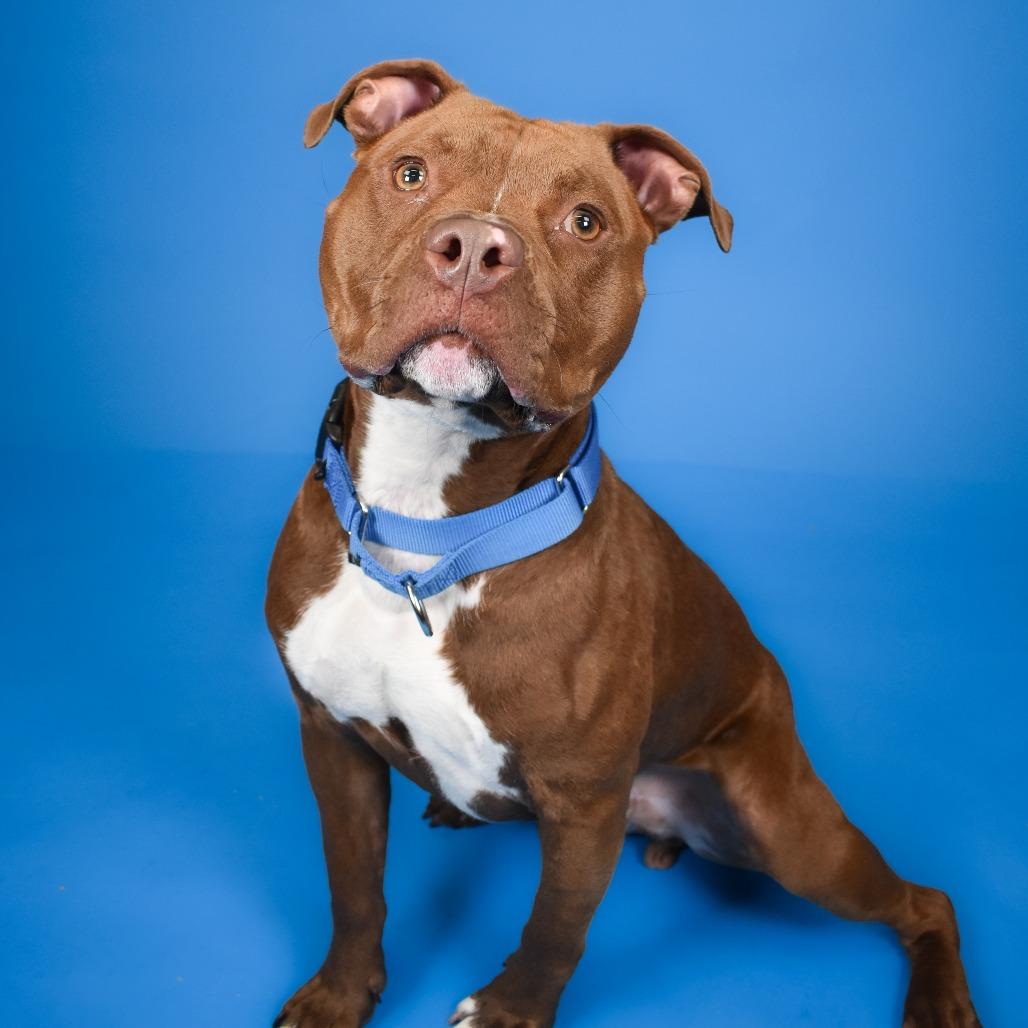 Chili, a Adoptable Mixed Breed in West Palm Beach, FL image 4/6