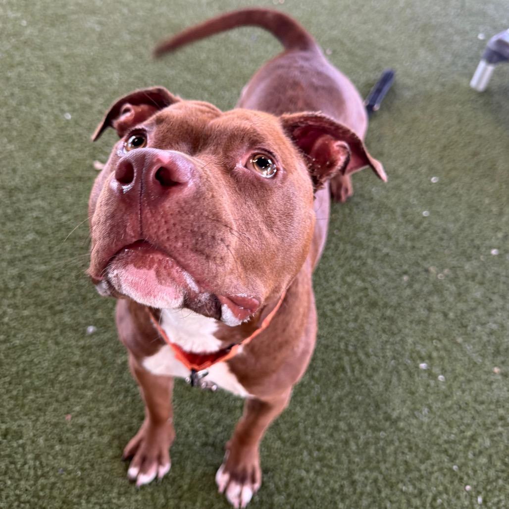 Chili, a Adoptable Mixed Breed in West Palm Beach, FL image 5/6