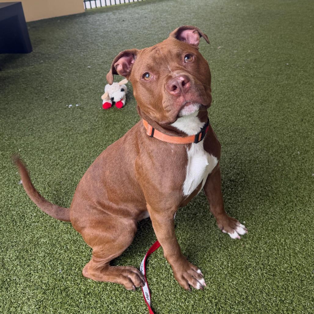 Chili, a Adoptable Mixed Breed in West Palm Beach, FL image 6/6