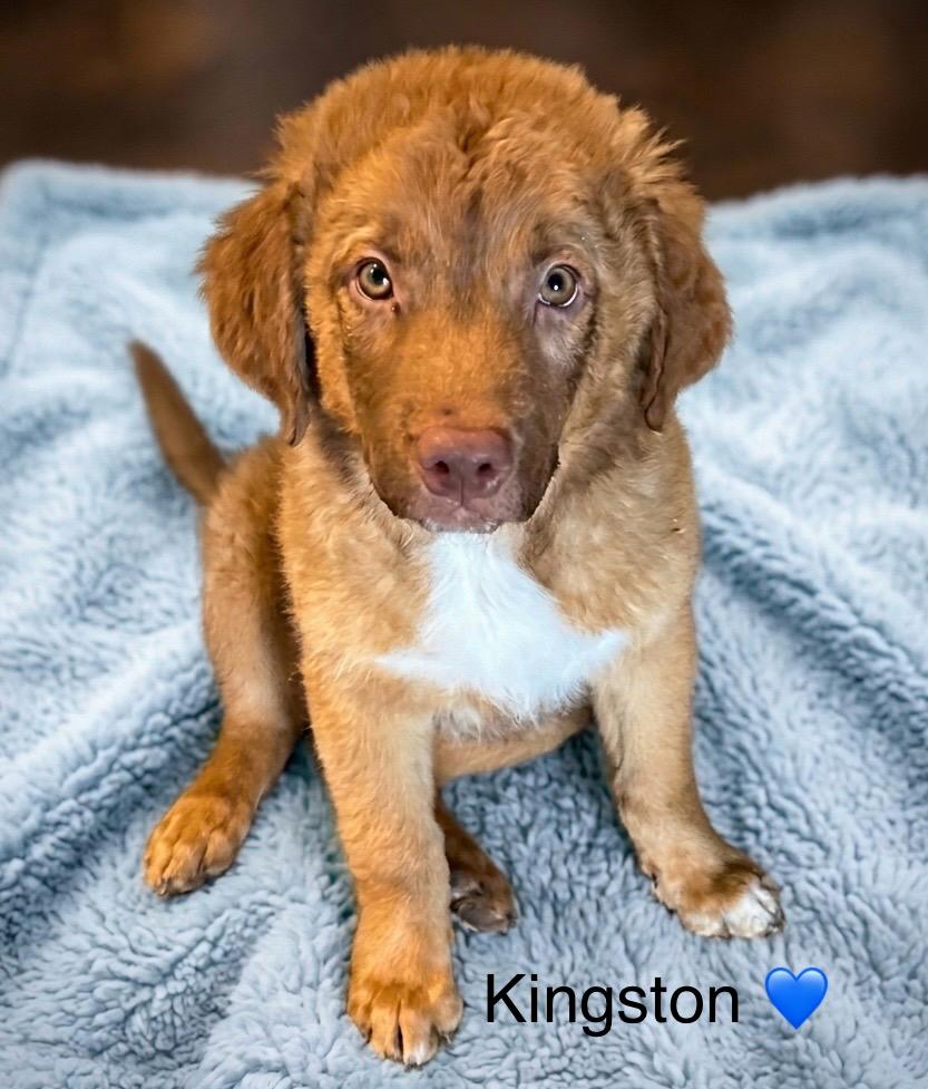 Kingston, Adoptable, Puppy Male Australian Shepherd.