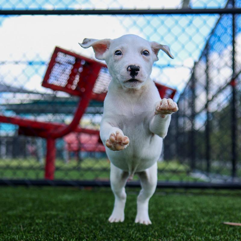 Scratch, Adoptable, Puppy Male Mixed Breed.