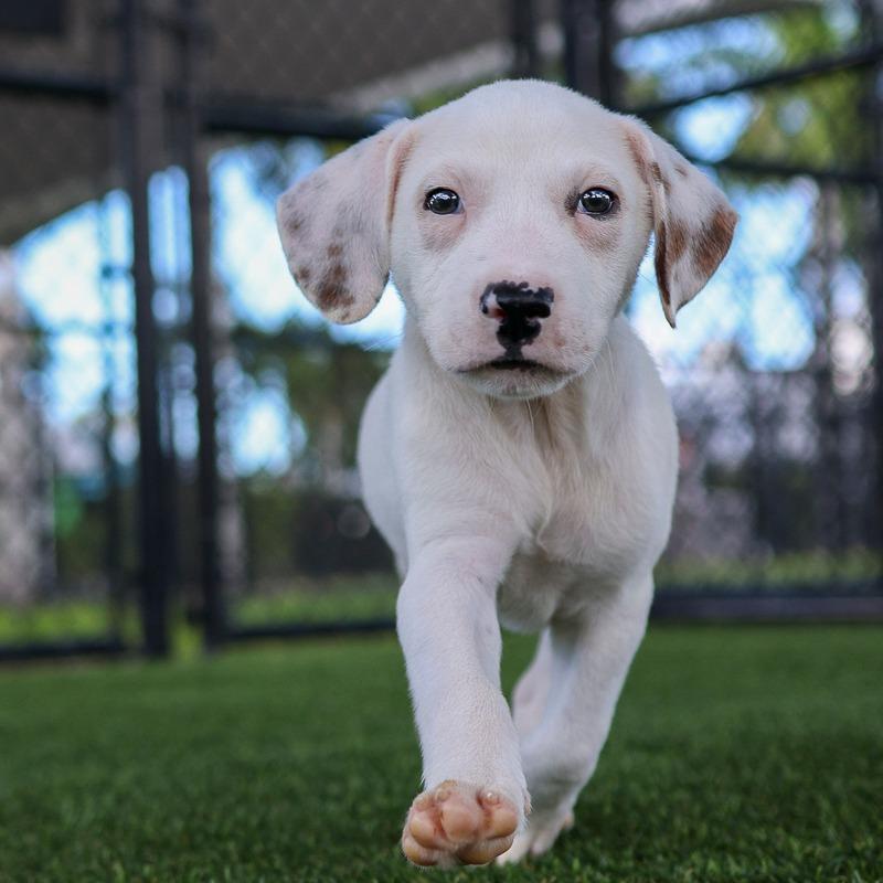 Enlarge Scratch, a Adoptable Mixed Breed in Bradenton, FL image 2/3