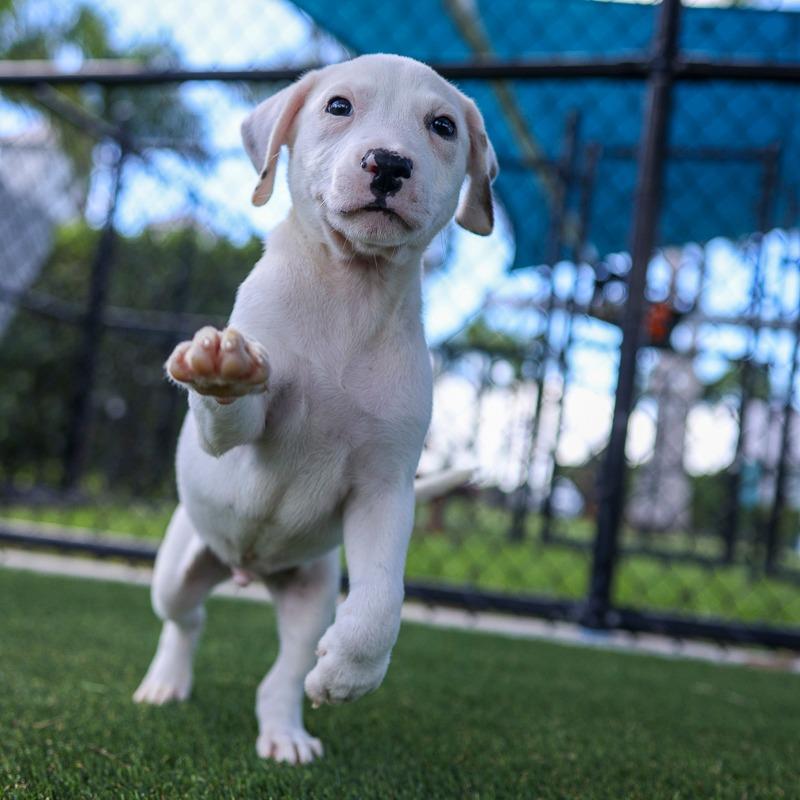 Enlarge Scratch, a Adoptable Mixed Breed in Bradenton, FL image 3/3