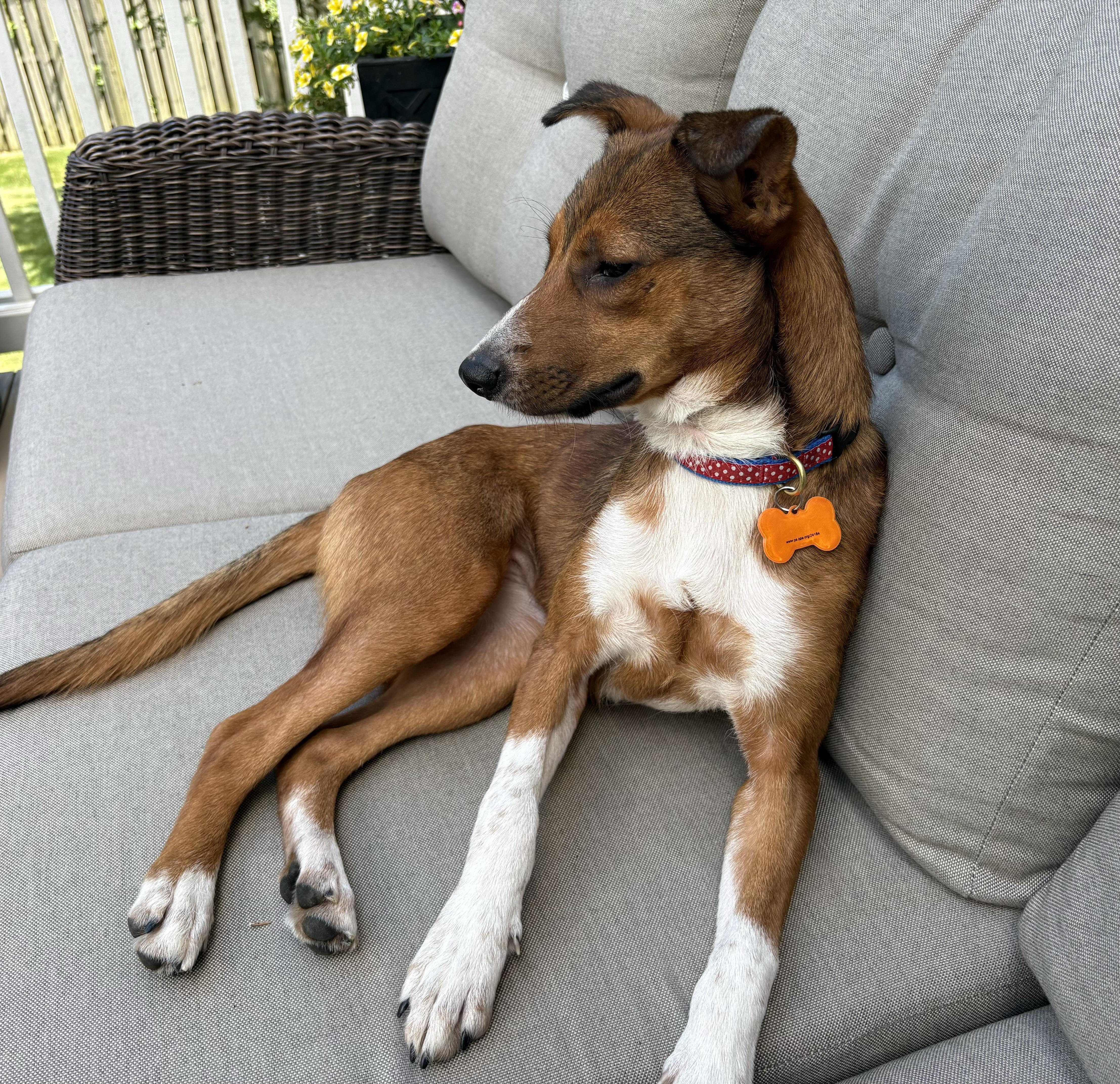 Enlarge Foxy Roxy, a ADOPTABLE mixed breed in Leesburg, VA image 3/4