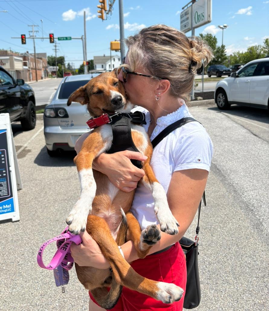 Foxy Roxy, ADOPTABLE, Young Female Jack Russell Terrier & Feist.