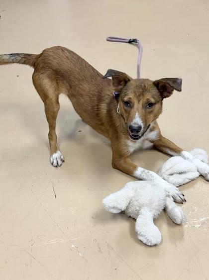 Enlarge Foxy Roxy, a ADOPTABLE mixed breed in Leesburg, VA image 1/4