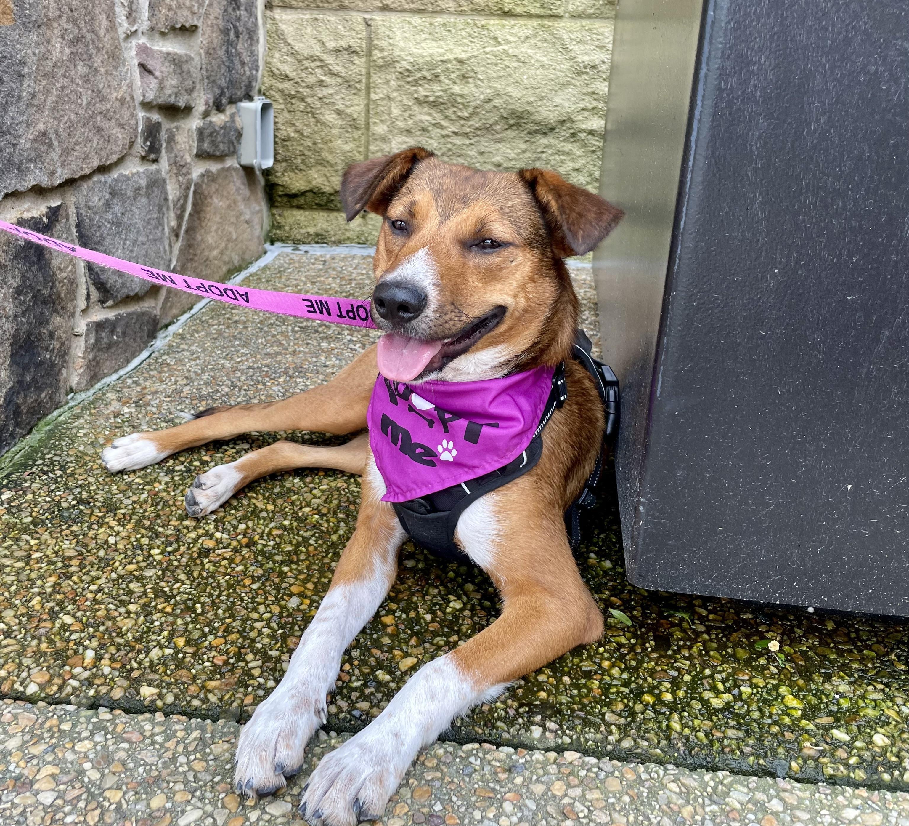Foxy Roxy, adopted, Young Female Basenji & Feist.