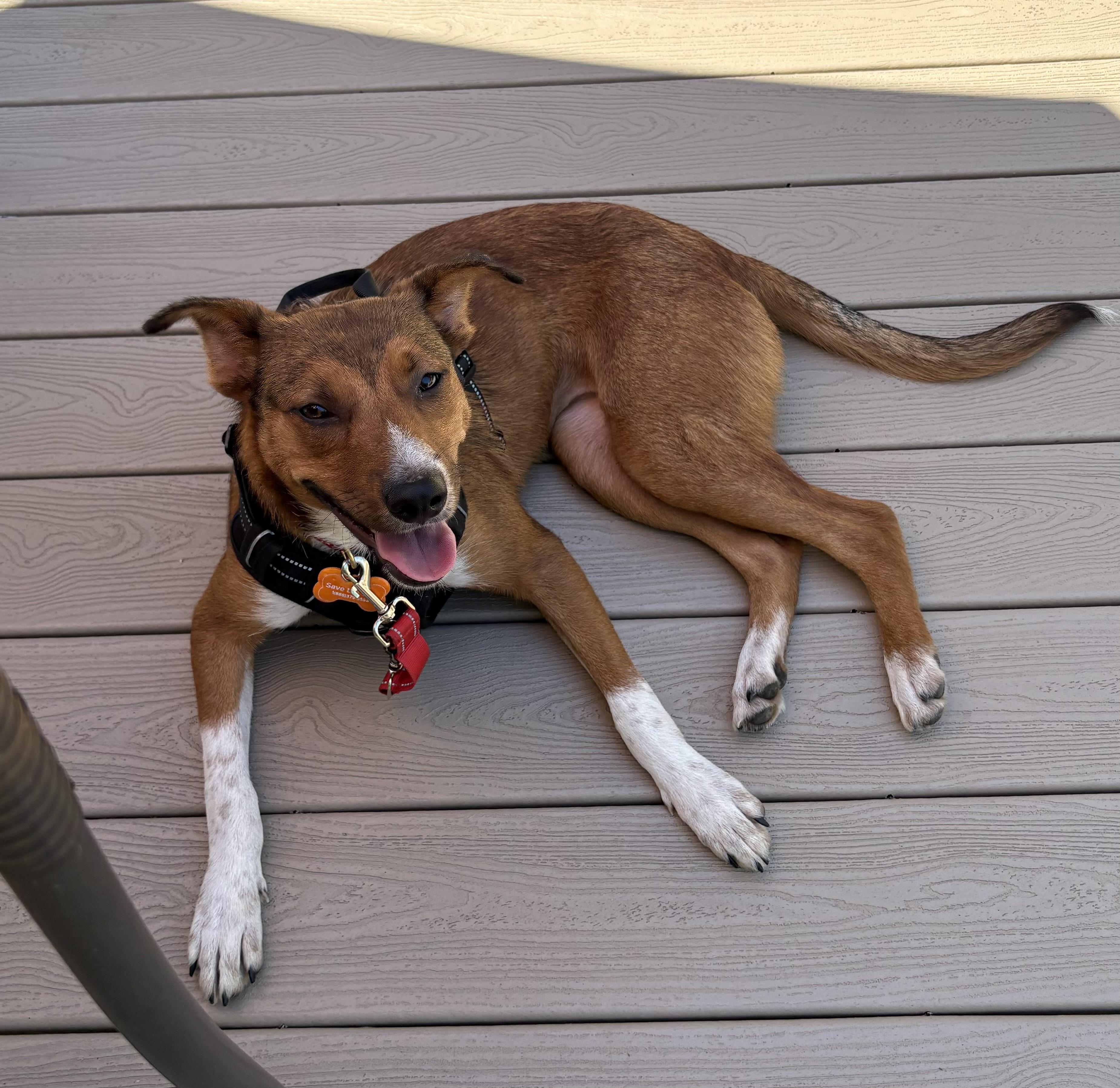 Foxy Roxy, a ADOPTABLE mixed breed in Leesburg, VA image 6/6