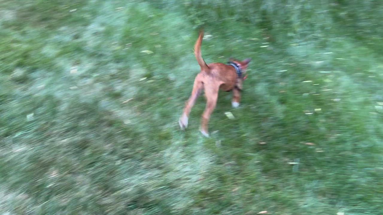 Enlarge Foxy Roxy, a ADOPTABLE mixed breed in Leesburg, VA video 4/4