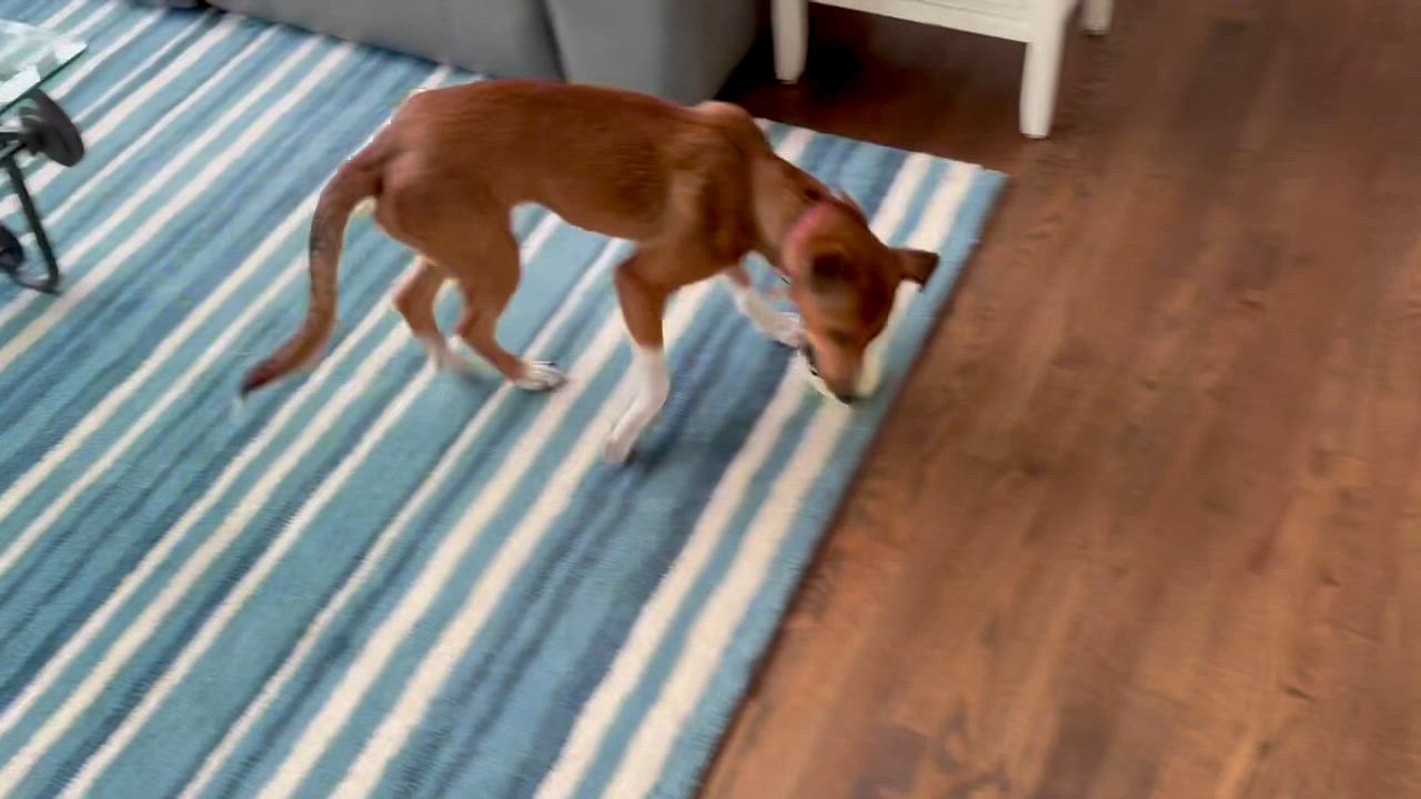 Enlarge Foxy Roxy, a ADOPTABLE mixed breed in Leesburg, VA video 2/4