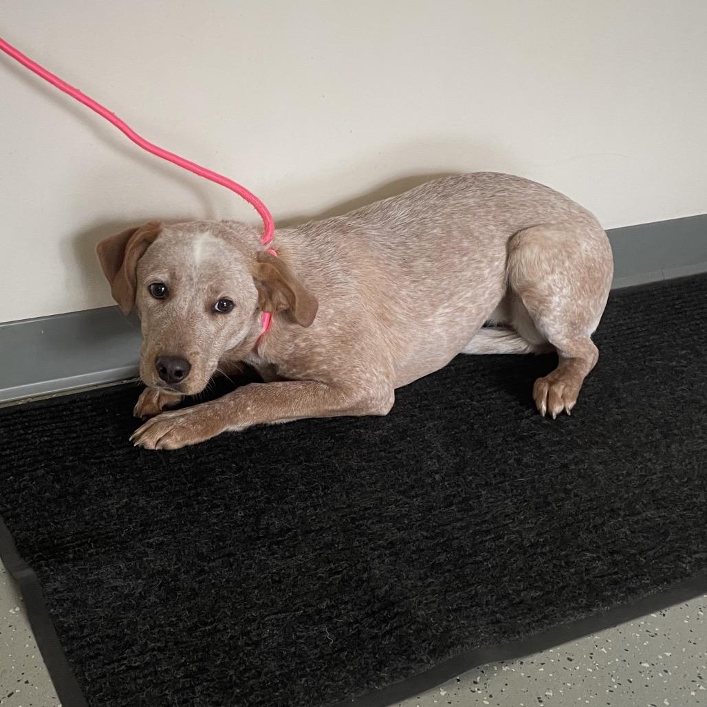 Sweet Pea, Adoptable, Young Female Cattle Dog & Hound.