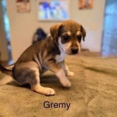 Enlarge Gremy, an adopted mixed breed in Lexington, KY image 1/1