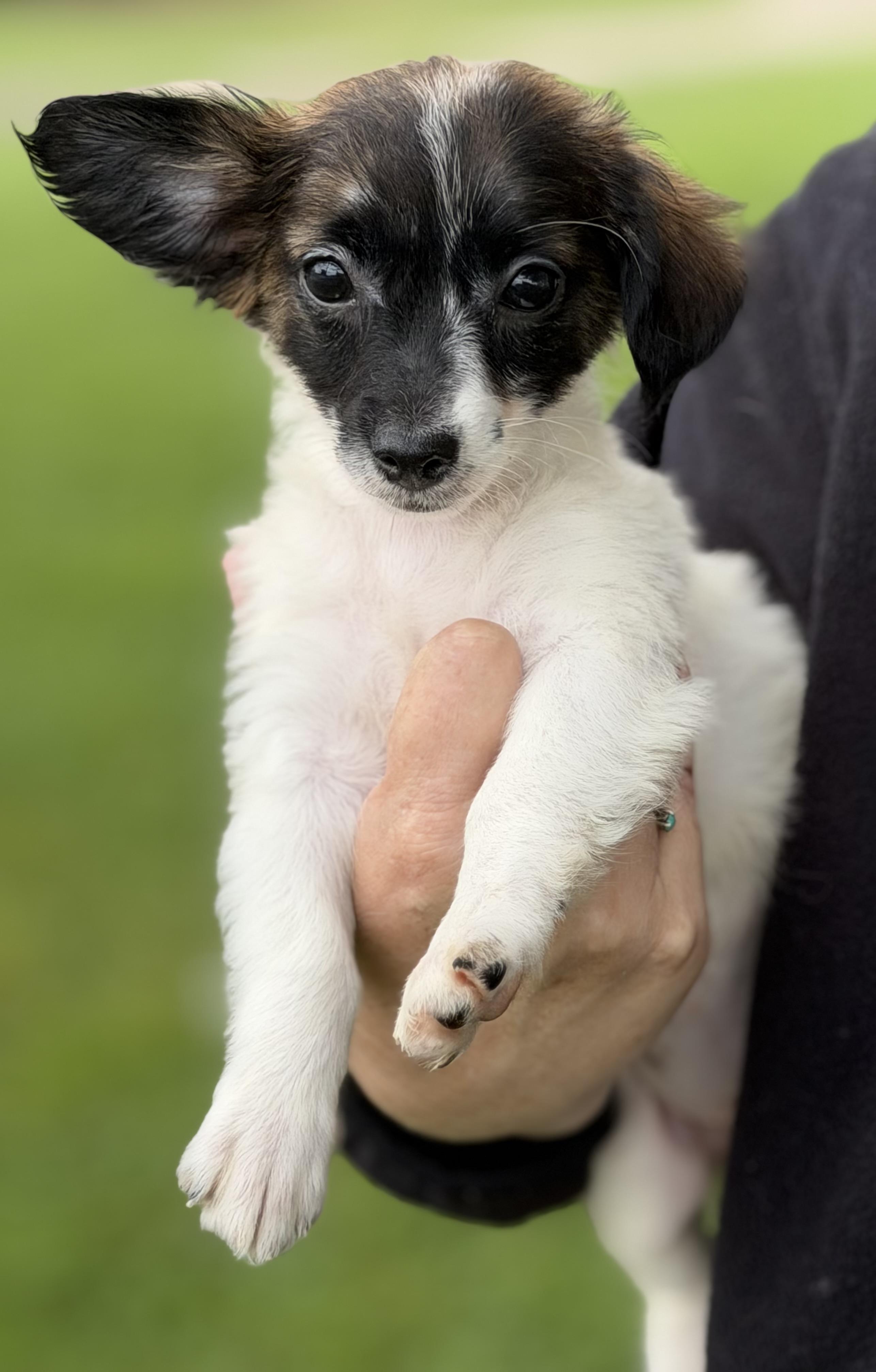 Enlarge Miley, a Adoptable mixed breed in Yuba City, CA image 3/3