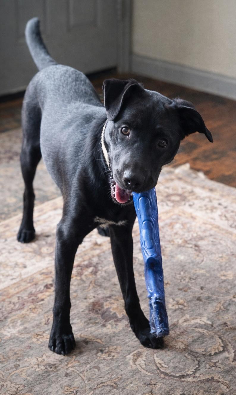 Enlarge Etta Place, a ADOPTABLE mixed breed in Kiowa, OK image 6/6