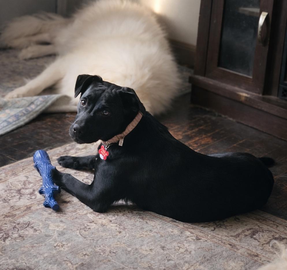 Enlarge Etta Place, a ADOPTABLE mixed breed in Kiowa, OK image 5/6