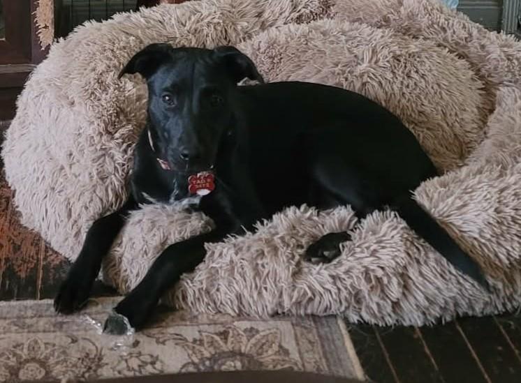 Enlarge Etta Place, a ADOPTABLE mixed breed in Kiowa, OK image 4/6