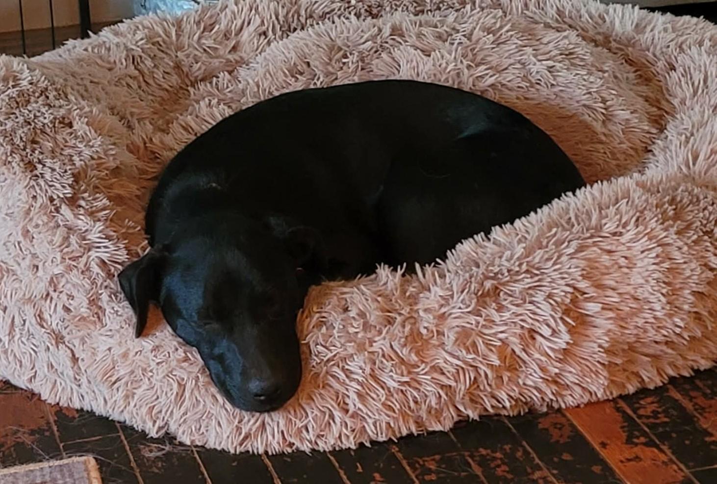 Enlarge Etta Place, a ADOPTABLE mixed breed in Kiowa, OK image 3/6