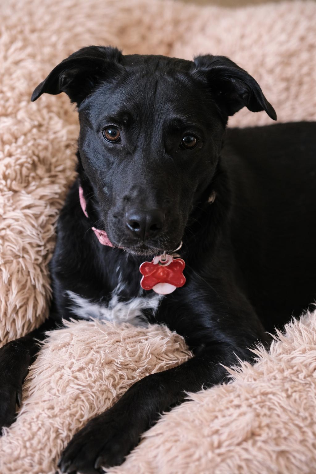 Enlarge Etta Place, a ADOPTABLE mixed breed in Kiowa, OK image 1/6