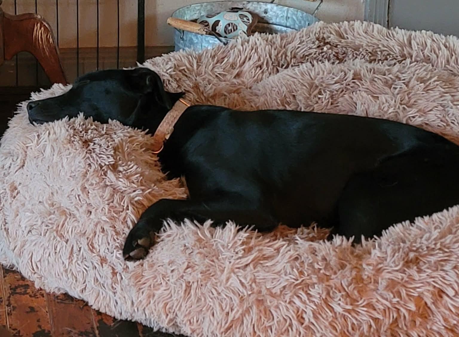 Enlarge Etta Place, a ADOPTABLE mixed breed in Kiowa, OK image 2/6