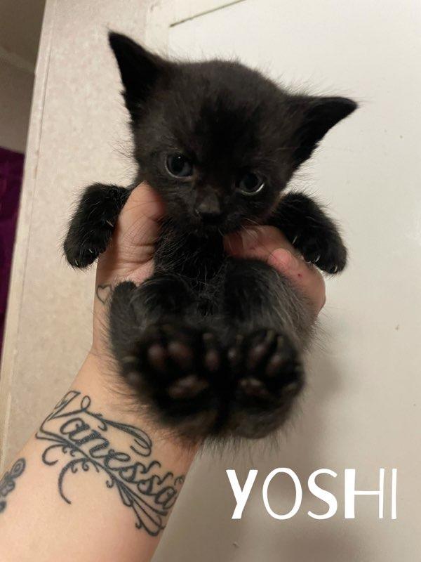 Yoshi, Adopted, Adult Male Domestic Short Hair.